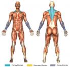 Shrugs (Dumbbell) Muscle Image