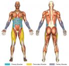 Side Knee Raises (Hanging Grip) Muscle Image