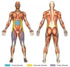 Sit-Ups (Standard) Muscle Image