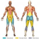 Squats (Barbell) Muscle Image