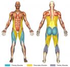 Squats (Dumbbell) Muscle Image