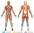 Standing Calf Raises (Machine) Muscle Image