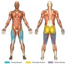 Standing Knee-Ups (Machine) Muscle Image