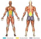 Standing Twists / Trunk Rotations (Barbell) Muscle Image