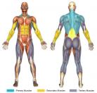 T-Bar Rows Muscle Image