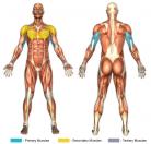 Triceps Dips / Bench Dips (Calisthenics) Muscle Image