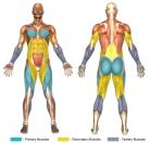Squat Thrusts / Up-Downs (Dumbbell) Muscle Image