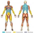 V Pull-Up (Calisthenics) Muscle Image