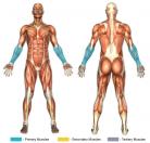 Wrist Curls (Dumbbell) Muscle Image