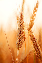 What is Gluten Image What is Gluten Image